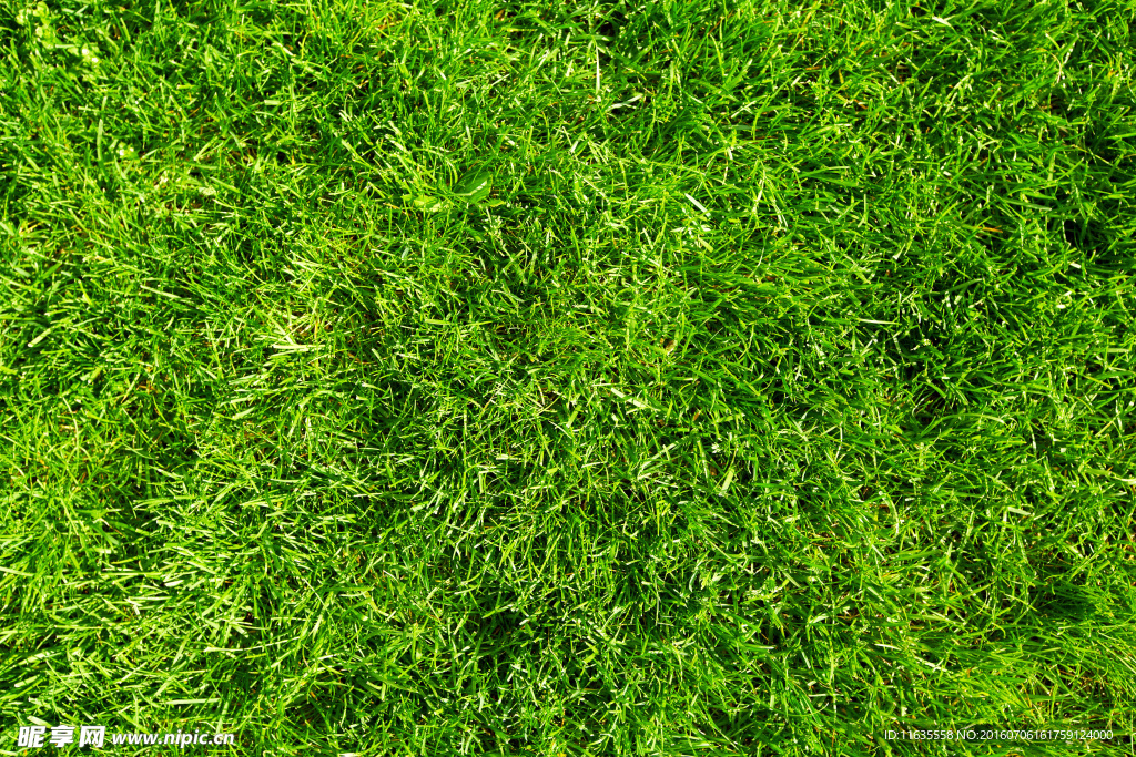 美丽的春天草地景色