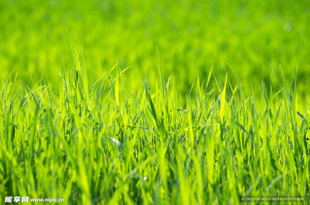 美丽的春天草地景色