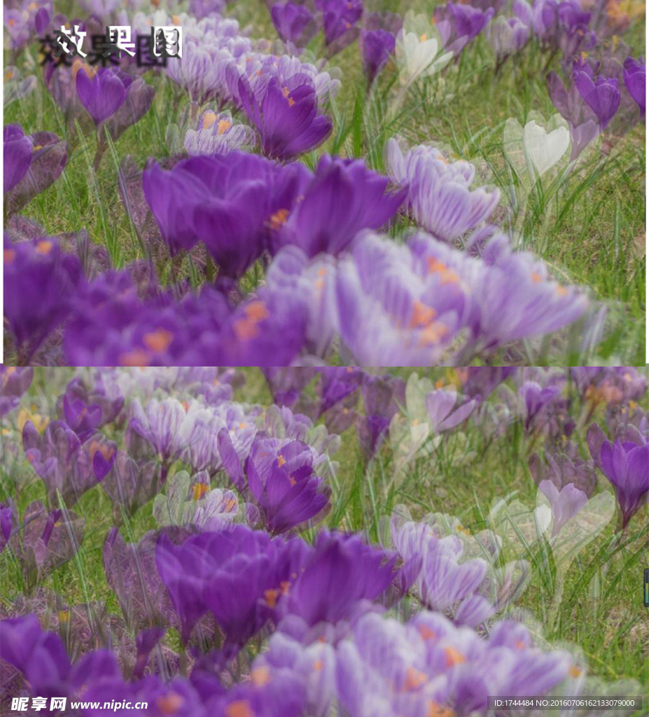 梦幻藏红花唯美视频背景