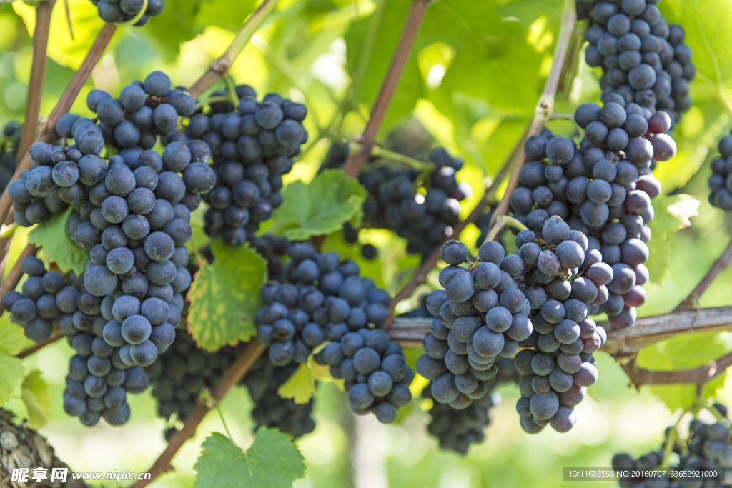 美丽的葡萄园葡萄