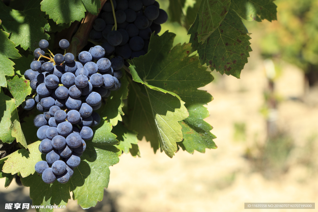 美丽的葡萄园葡萄