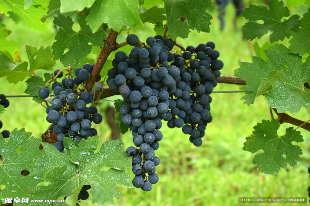 美丽的葡萄园葡萄