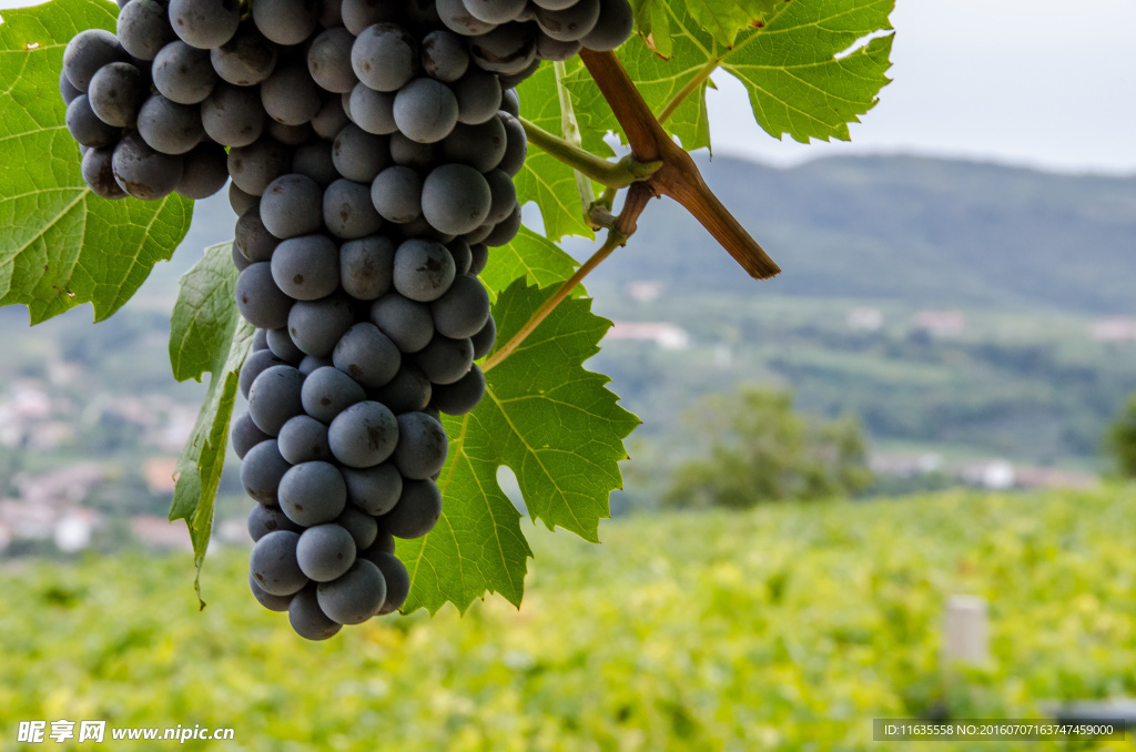 美丽的葡萄园葡萄