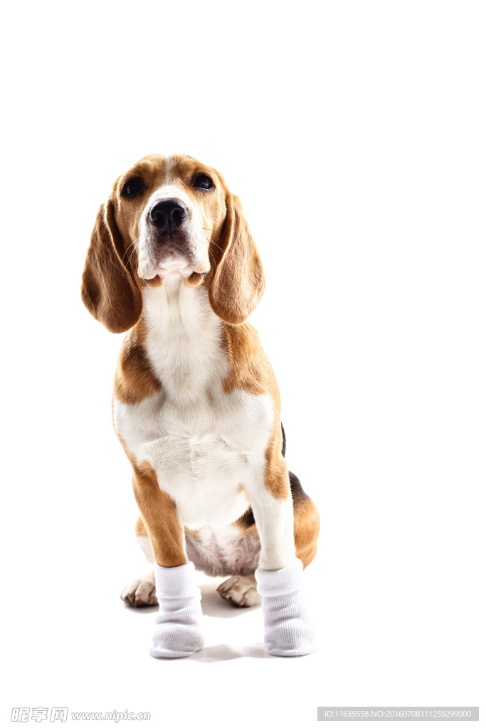 可爱的宠物狗写真