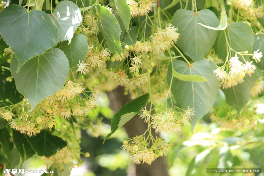 东北 长白山 椴树花 紫椴花