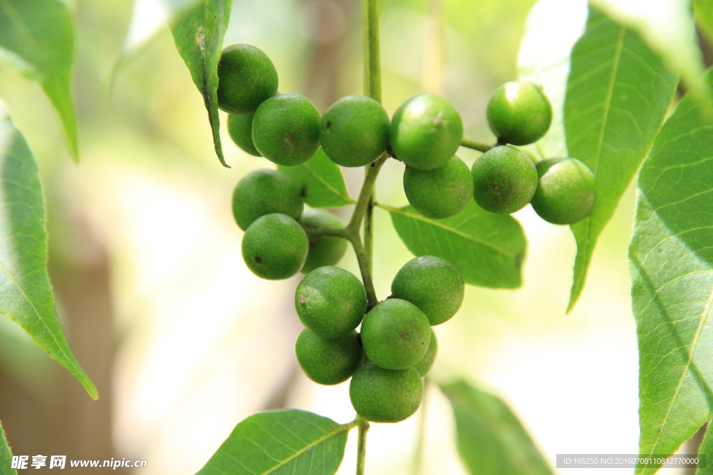 长白山 黄柏树 果实