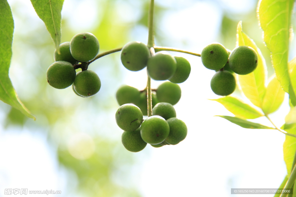 长白山 黄柏树 果实