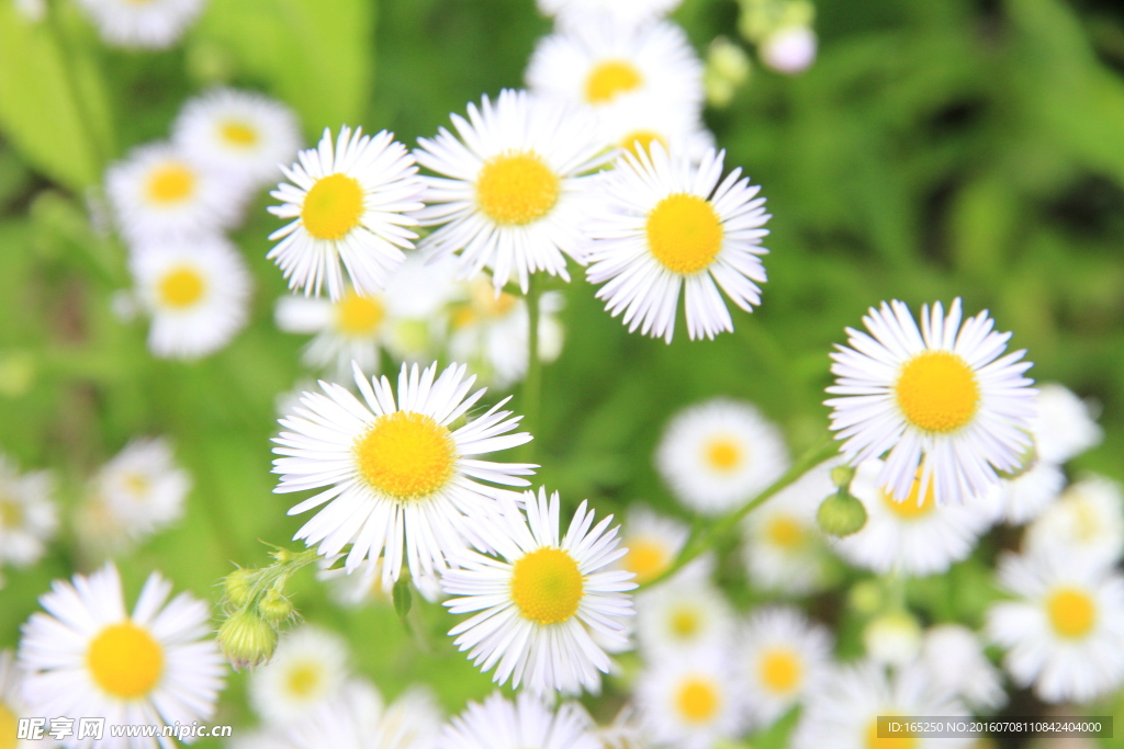 长白山 花卉 野花 野菊花