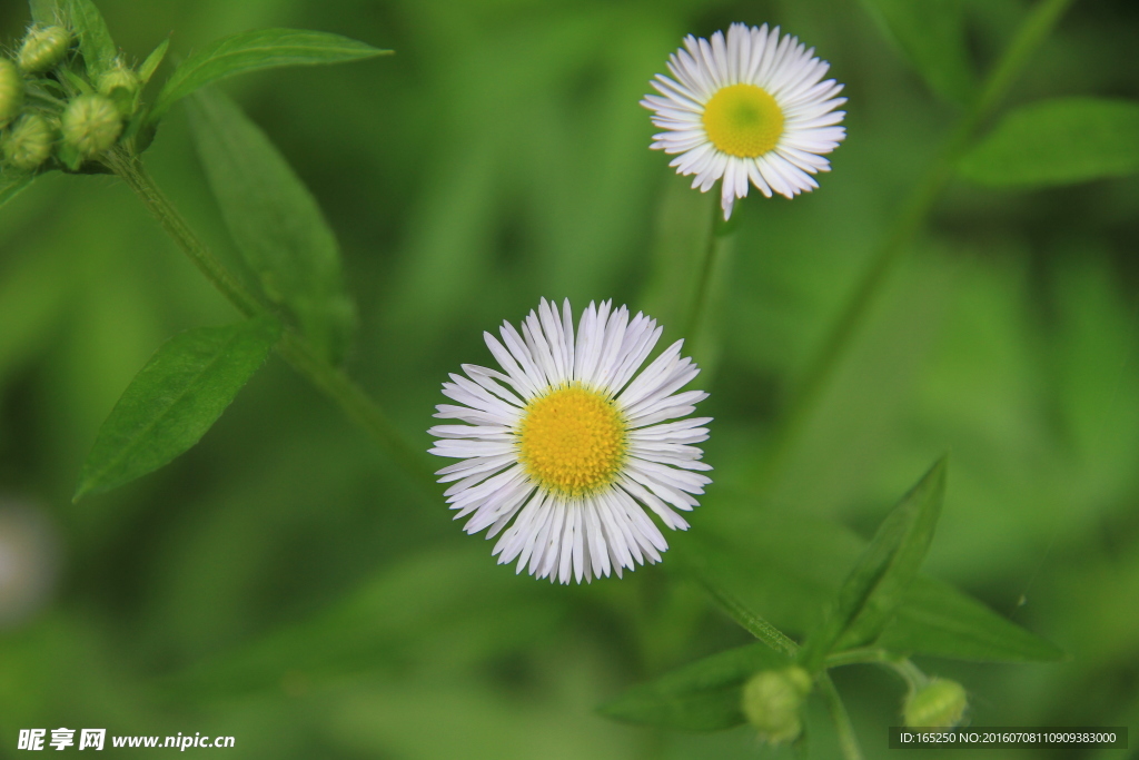 长白山 花卉 野花 野菊花