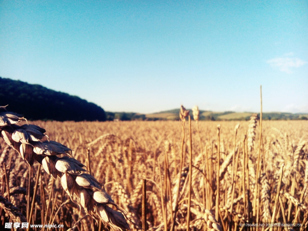 麦穗图片