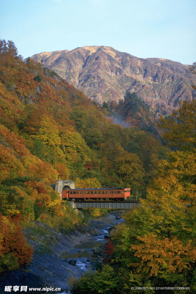 丛林中的行驶的火车