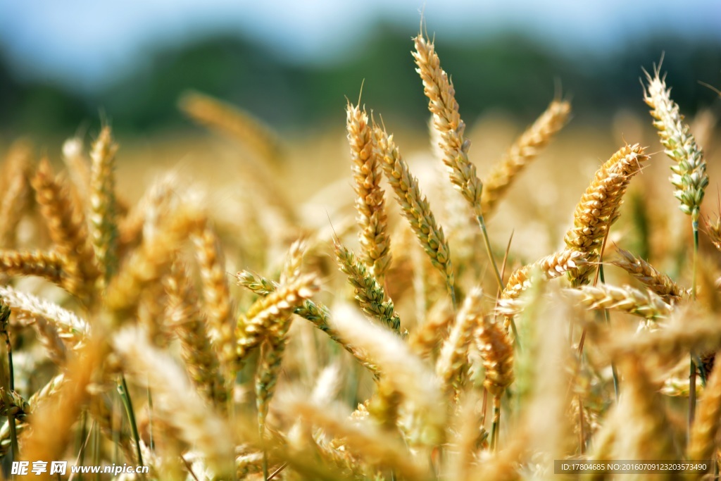 麦穗图片