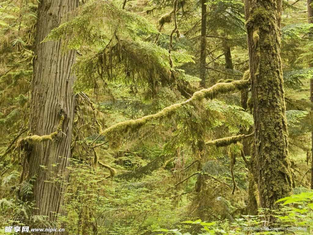 茂盛的森林树林图片