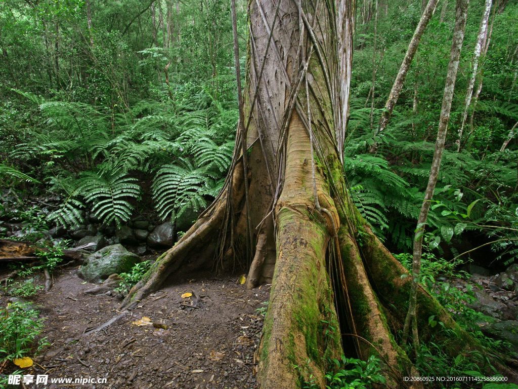高大的树木树根