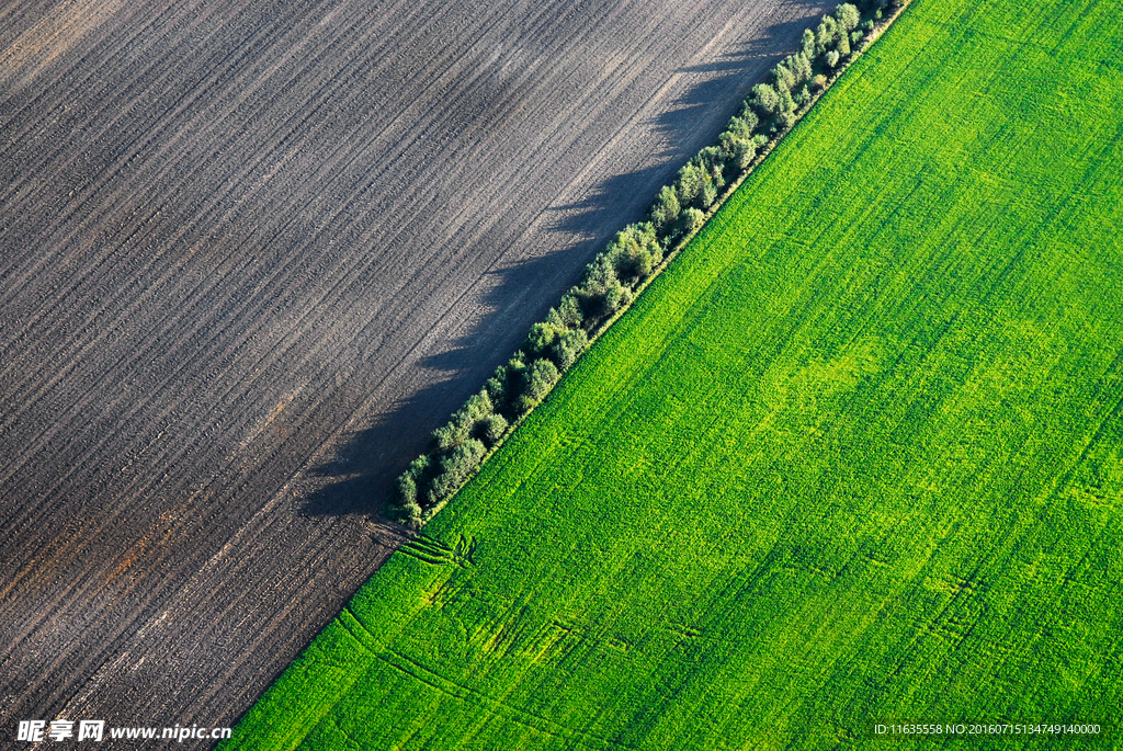 美丽的玉米庄稼地