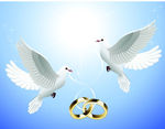 飞翔的和平鸽