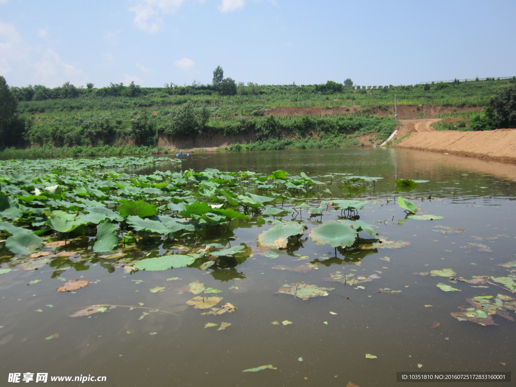 秦岭湿地荷花塘