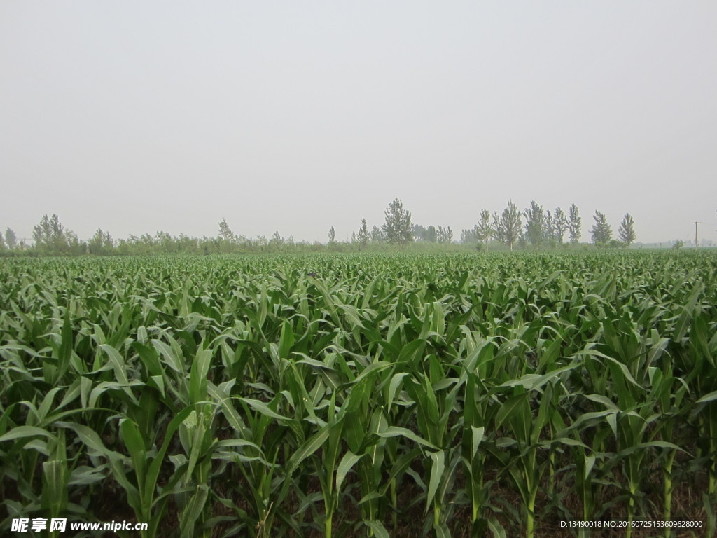 玉米地