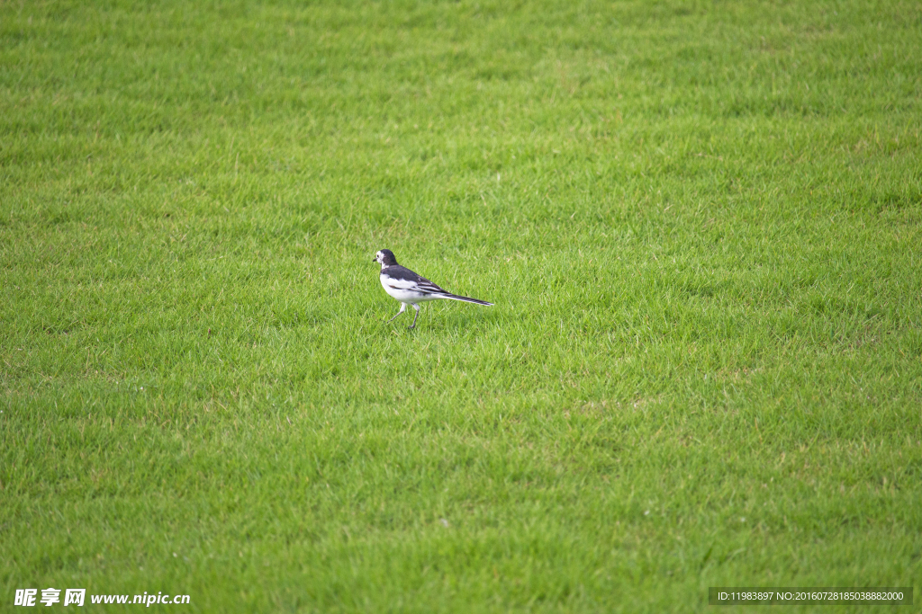 草地小鸟