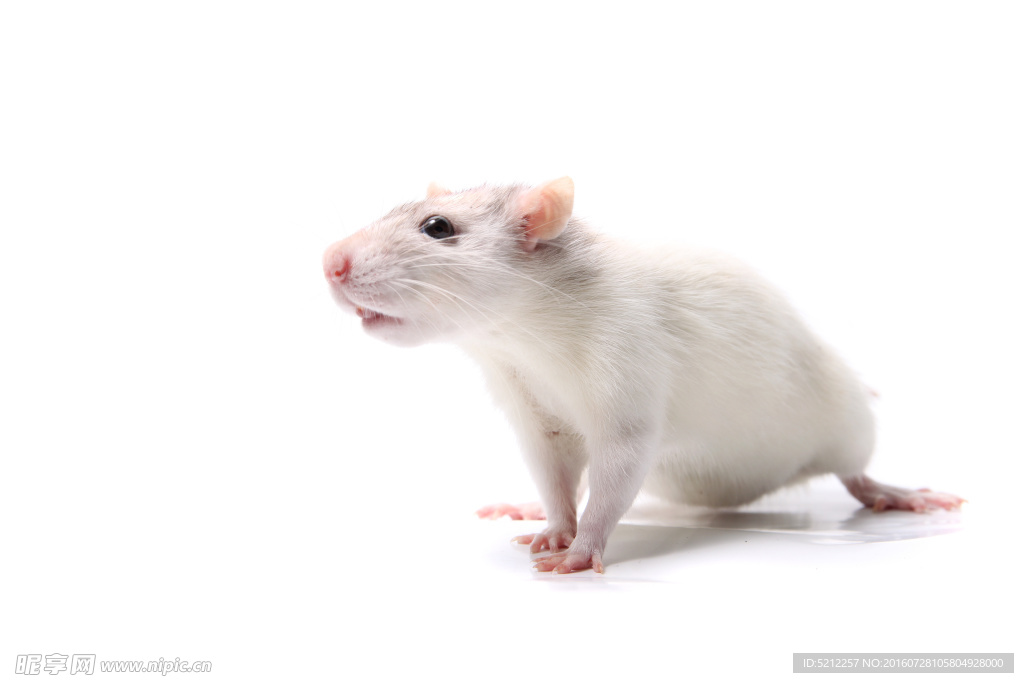 高清小白鼠