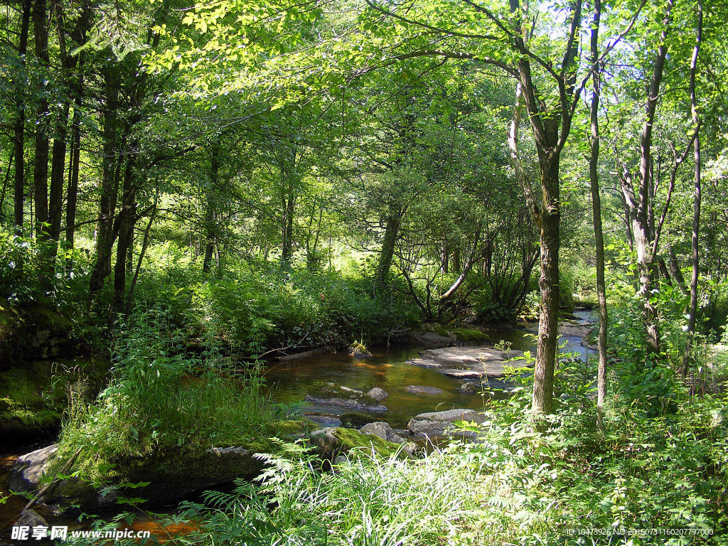 森林小河流水