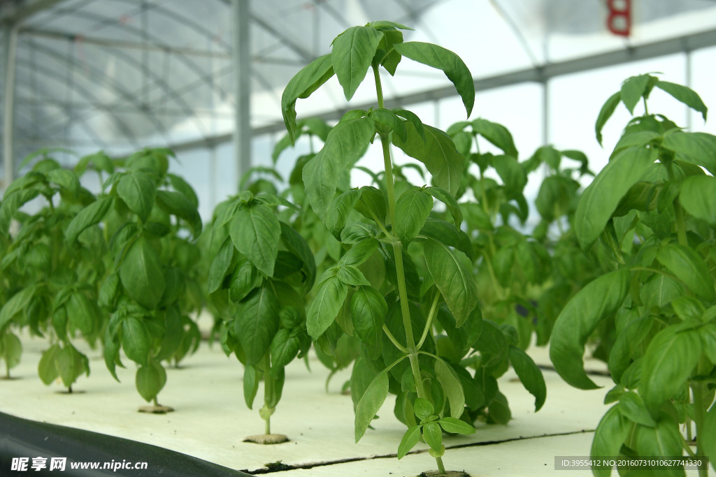 九层塔 水培大棚 水耕菜