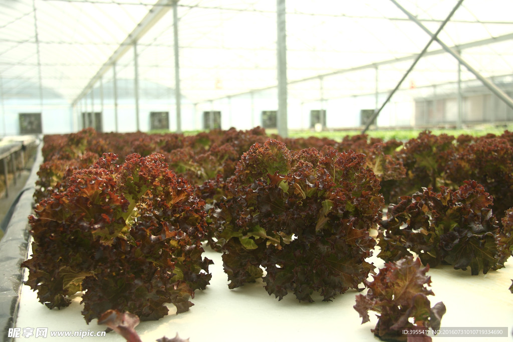 沙拉菜 水培大棚