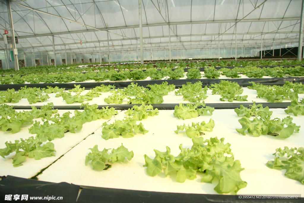 水培大棚 沙拉菜