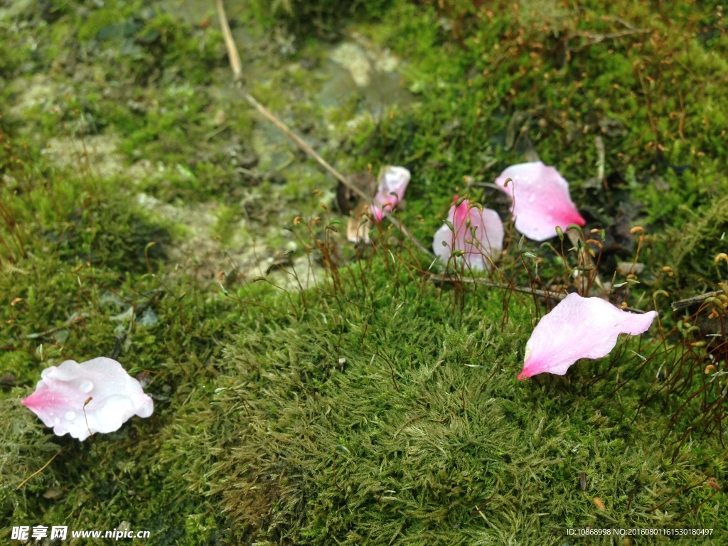 苔藓地上的花瓣