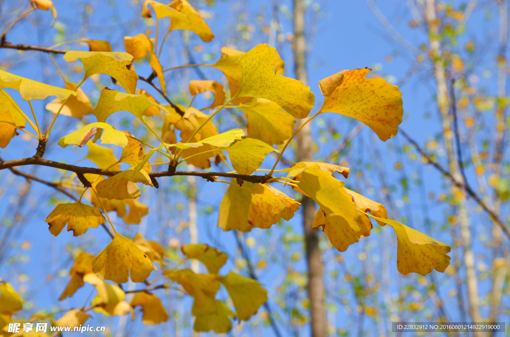 银杏树叶