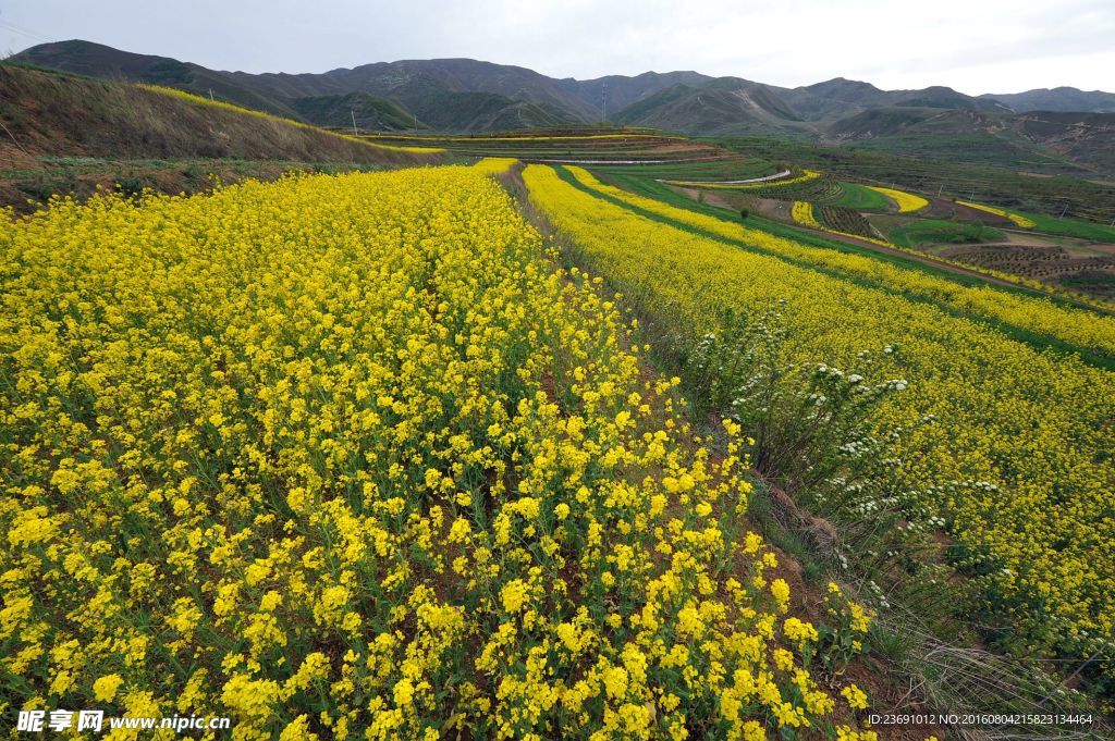 六盘山油菜花