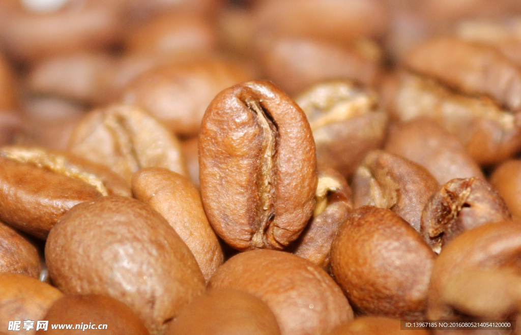咖啡熟豆特写