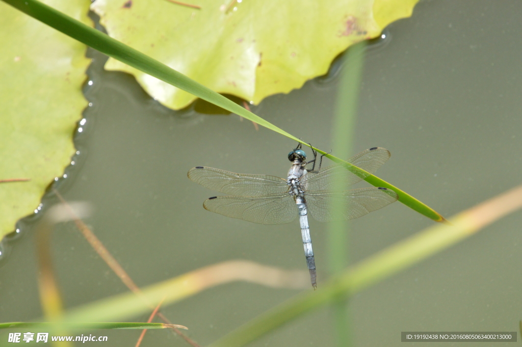 荷塘蜻蜓