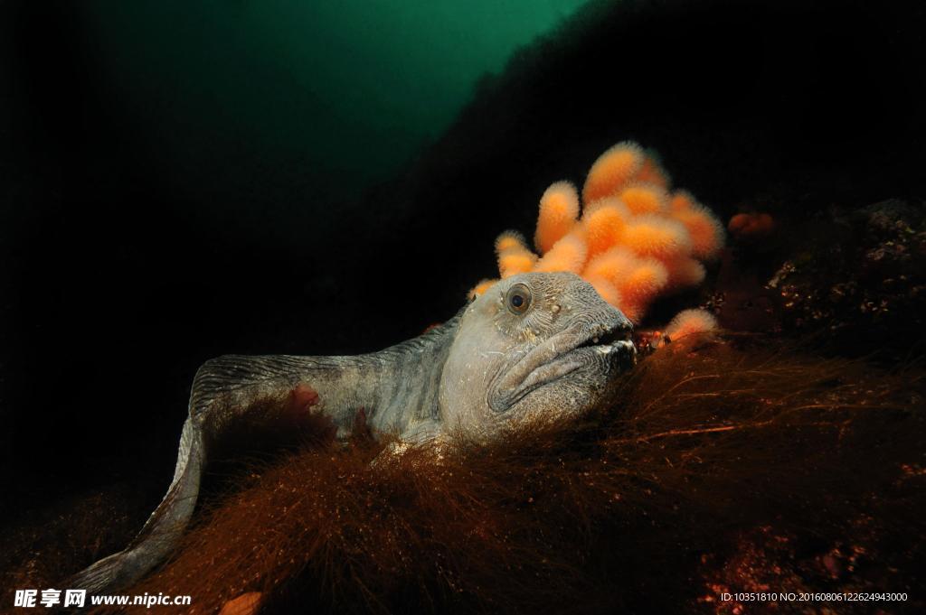 海底小鱼高清摄影