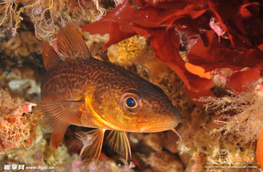 海底小鱼微距特写