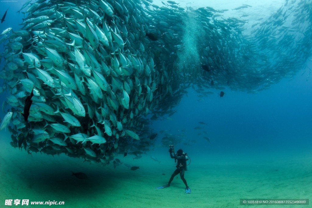 鱼群高清摄影