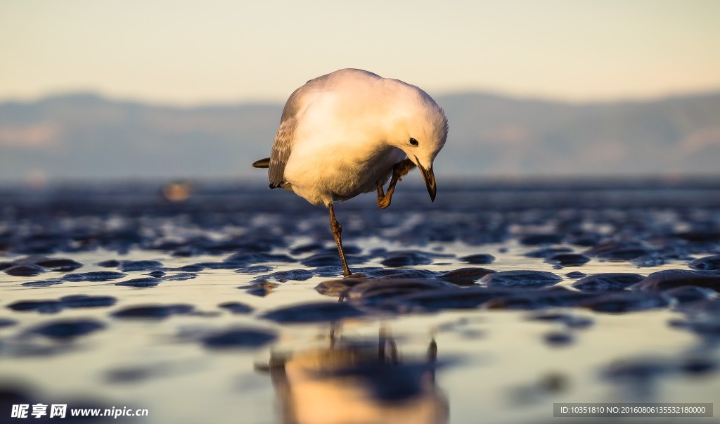 找食物的海鸥高清摄影