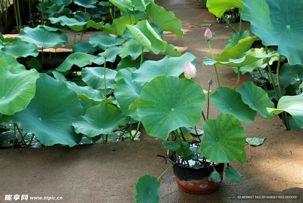 荷花荷叶  荷花池  荷花园