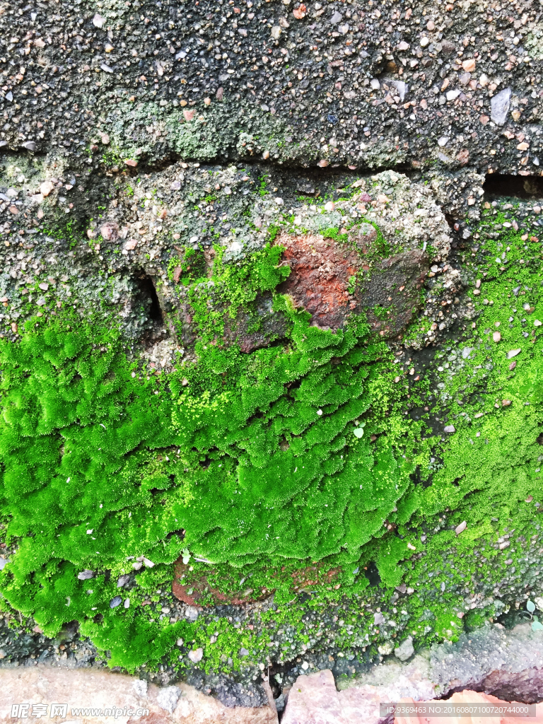 苔藓 青苔