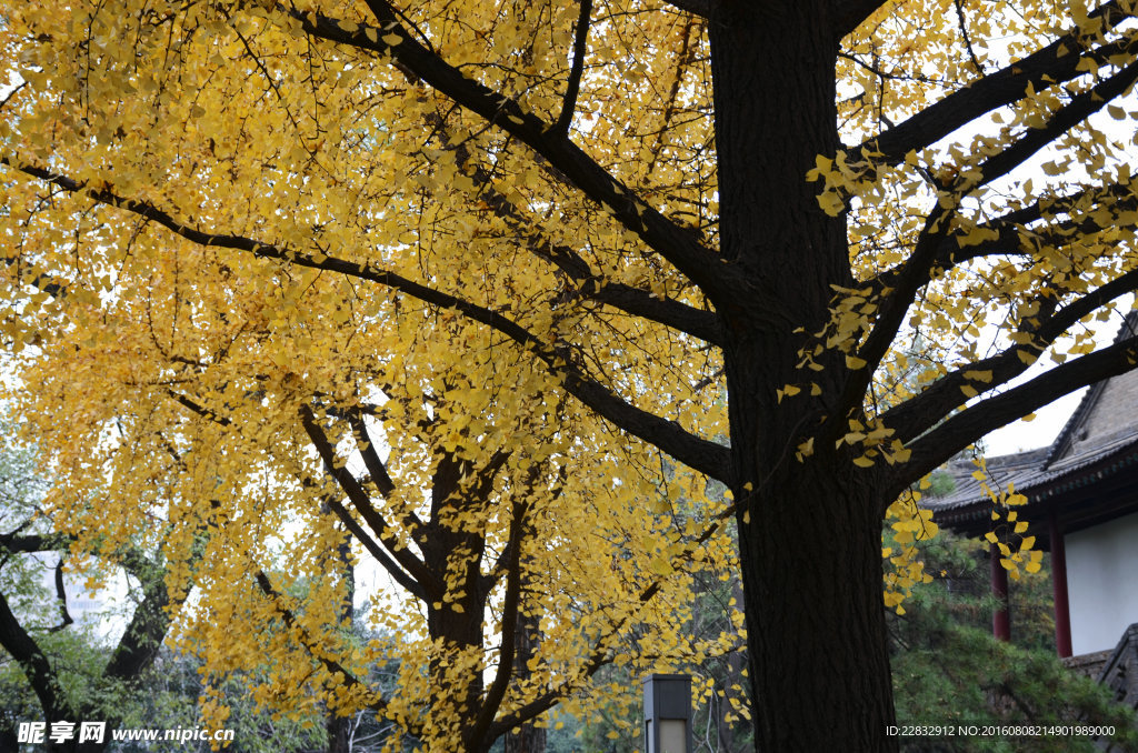 秋天银杏树