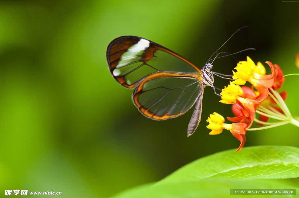 透明的蝴蝶特写