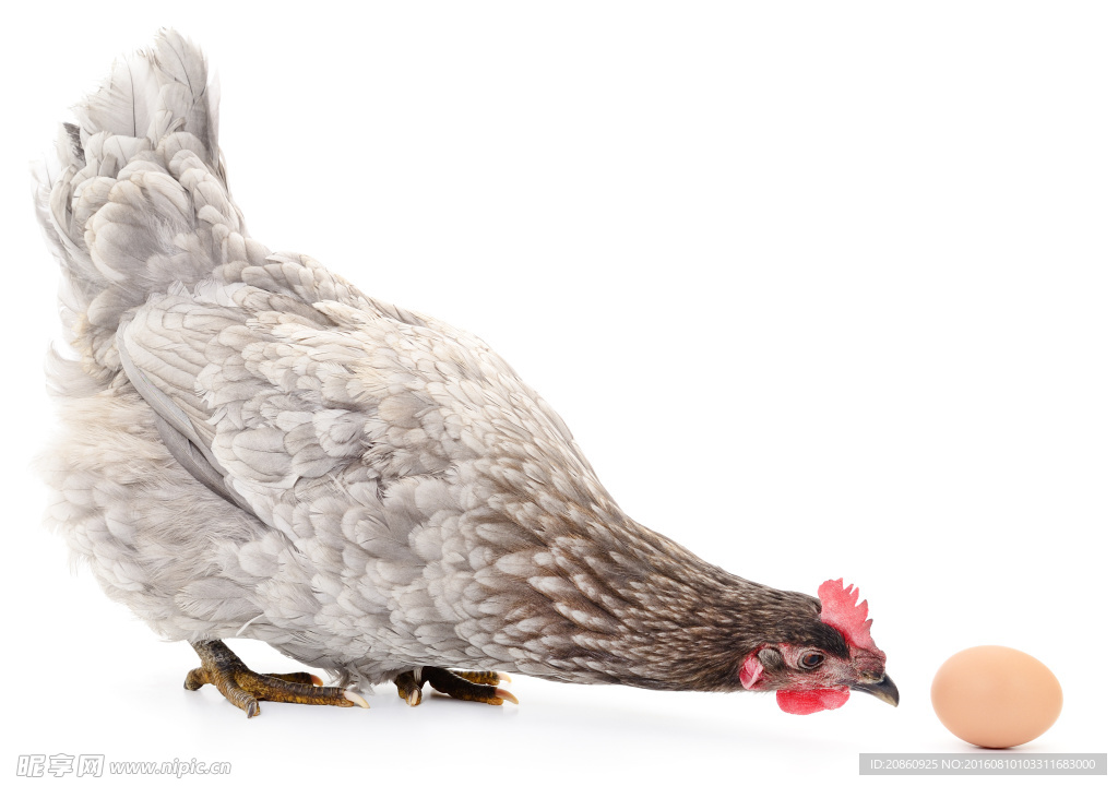 母鸡和鸡蛋图片