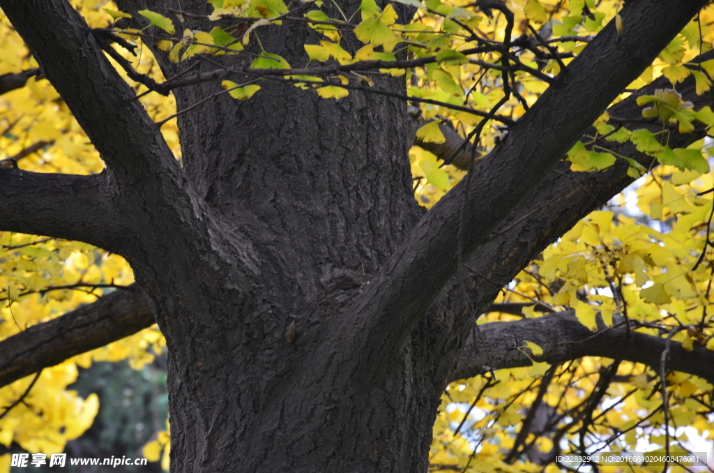 秋天银杏树