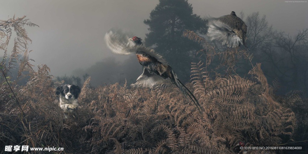 猎狗抓野鸡瞬间