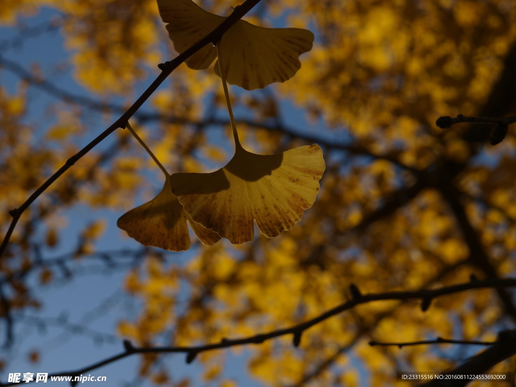 银杏黄叶