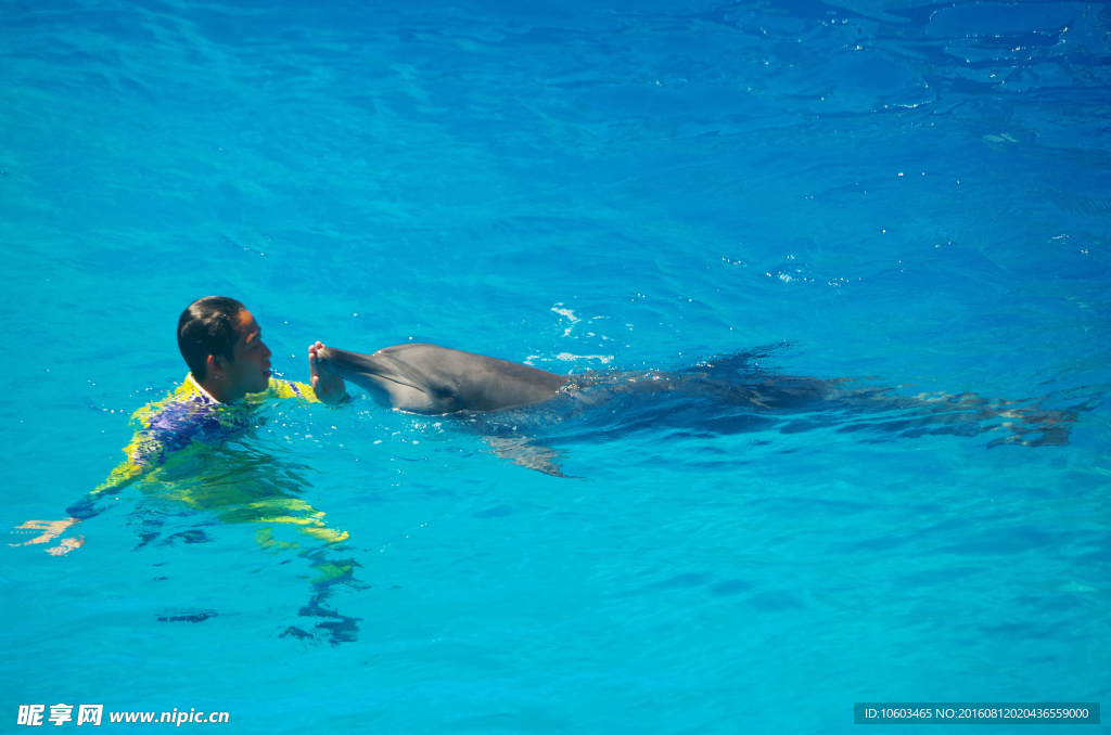 亲吻 海豚表演