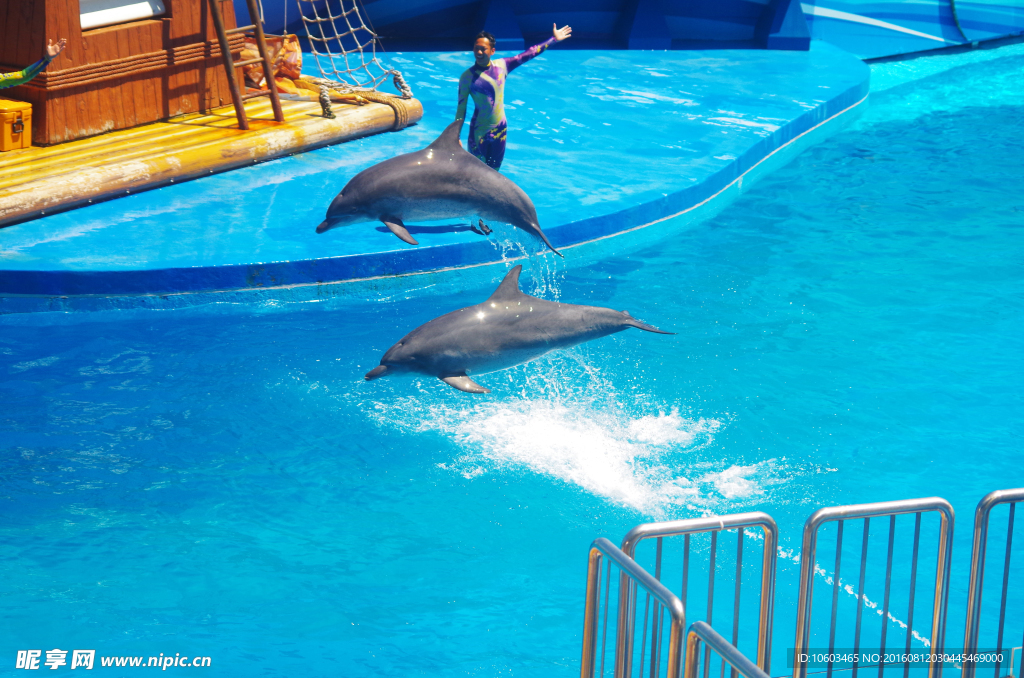 海豚跳水 跳水海豚