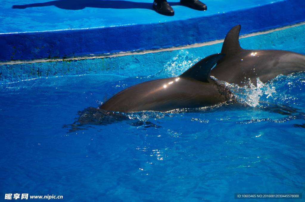 海豚表演 海豚入水