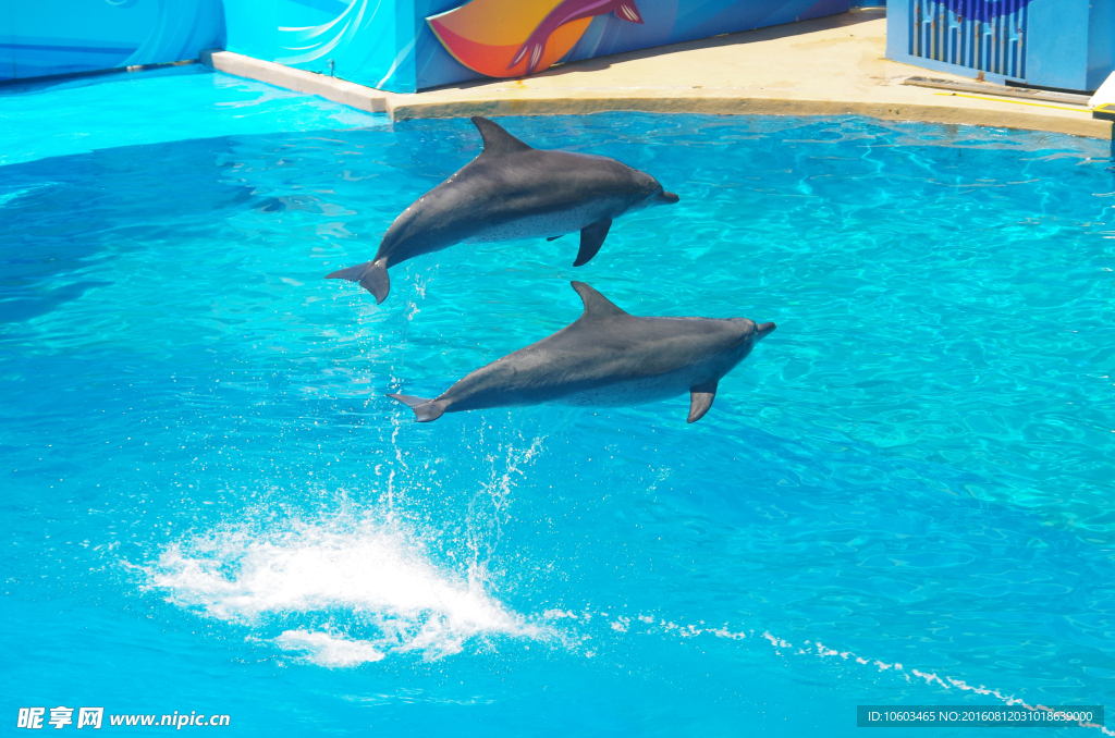 海豚跳水 跳水海豚