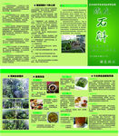铁皮石斛 4页3折 说明书